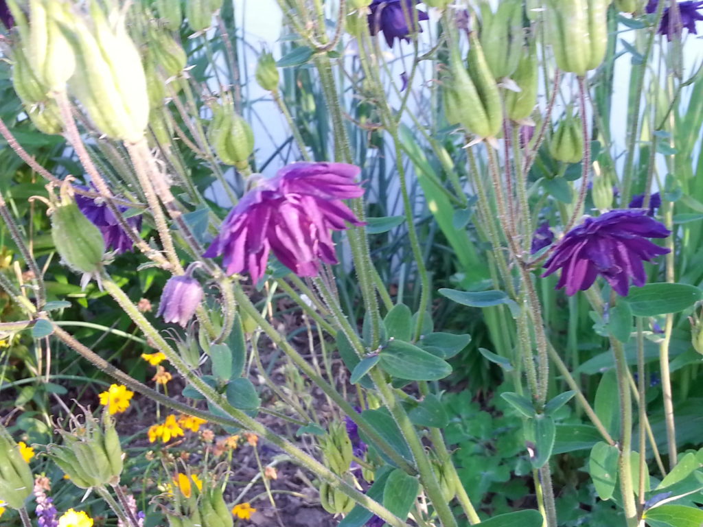 Fees and Payment Interesting Purple Flowers 