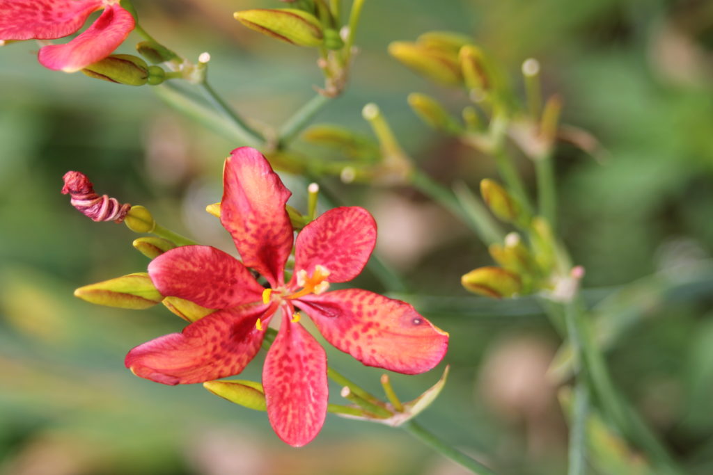 Flower, red